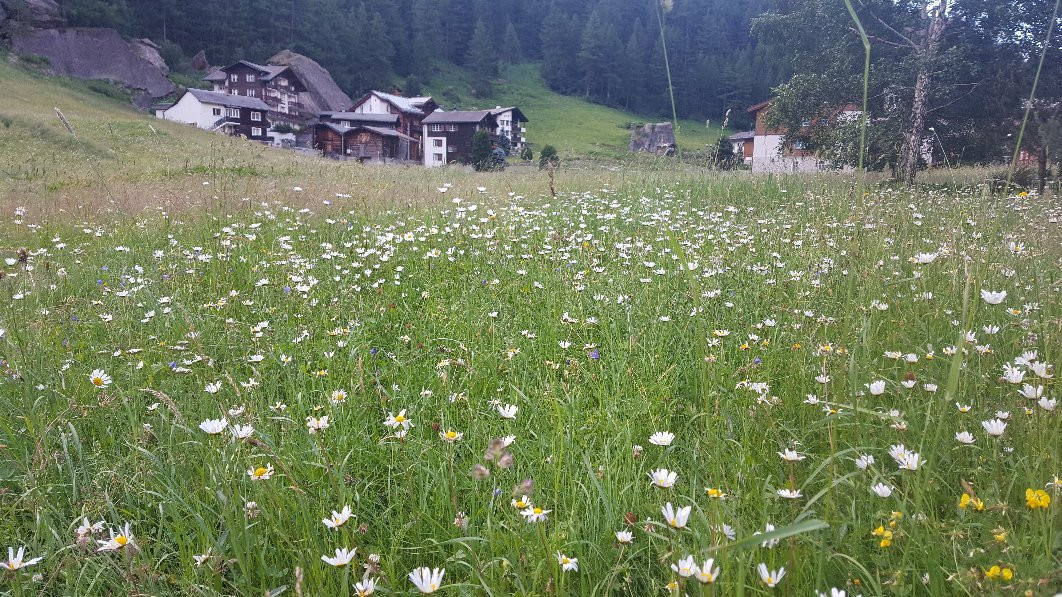 Hotel Alpenhof主图