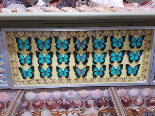 Ayr Nature Display-Ayr必去景点