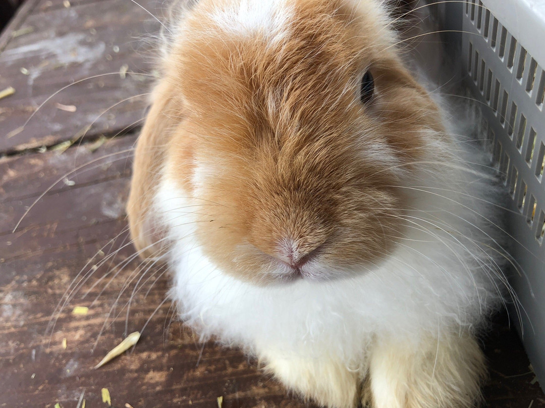 Rakunoh Mother's Aso Milk Bokujo-西原町必去景点