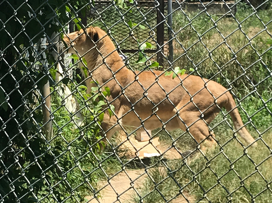 Carolina Tiger Rescue-Pittsboro必去景点