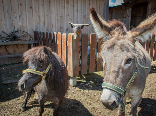 Klawunn Hotel & Apartment主图