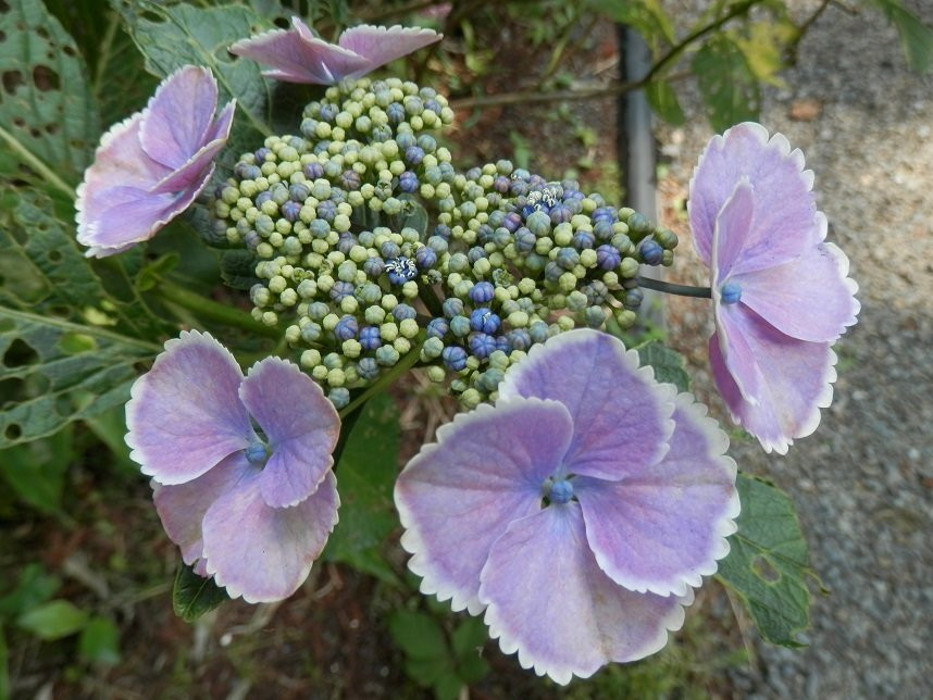 Isoyama Shrine-鹿沼市必去景点