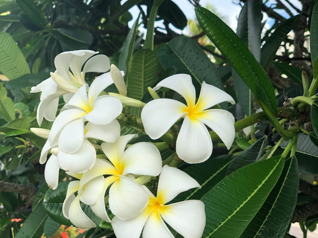 The Neptune Resort主图