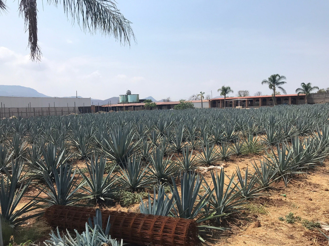 Mickey Marentes Tours & Experiences-特基拉必去景点