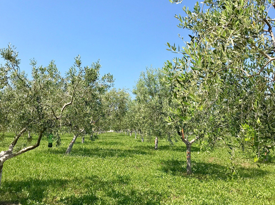 Farma Jola Poljoprivredni Obrt-萨乌德里亚必去景点