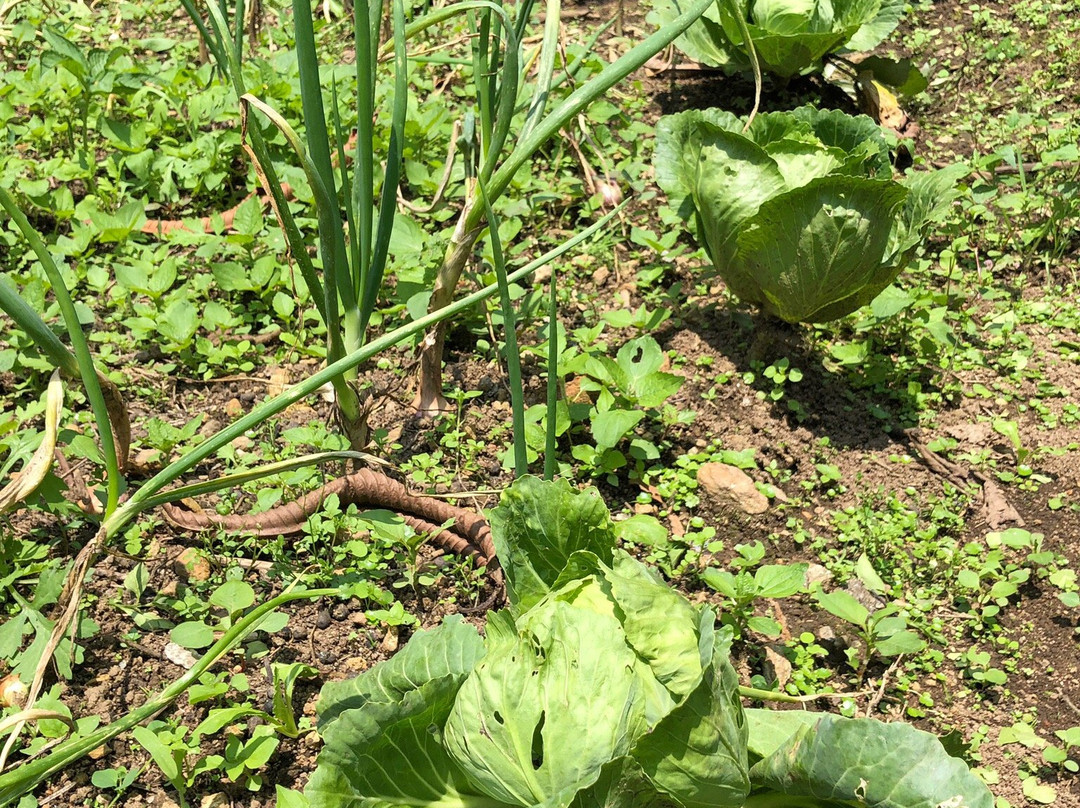 Limboo Homestay主图