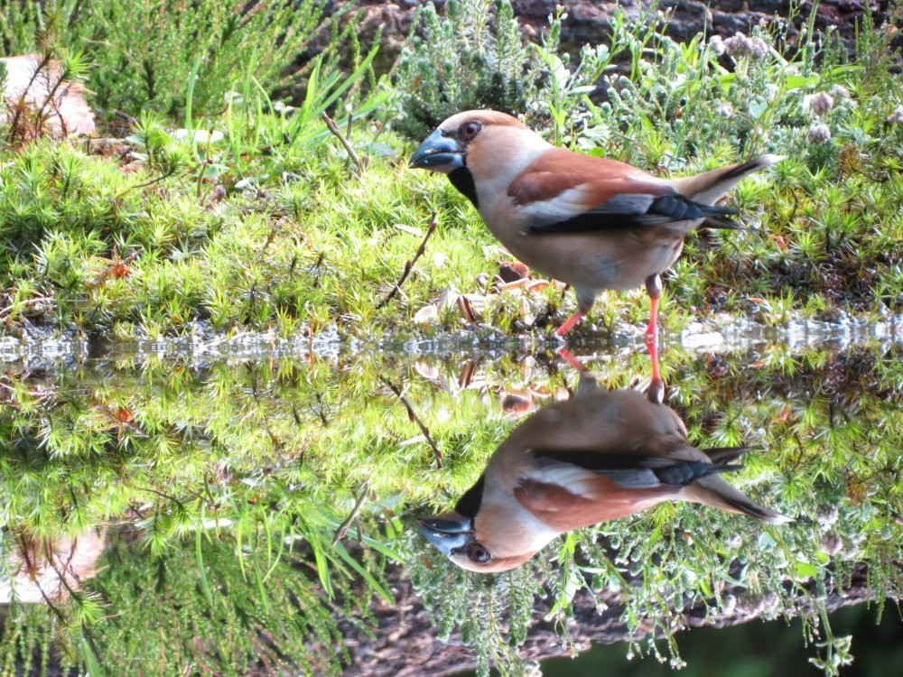 Viva la Veluwe Bed & Breakfast主图