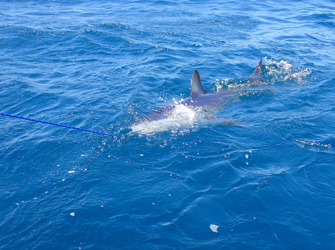 Cabo Shark Dive景点图片