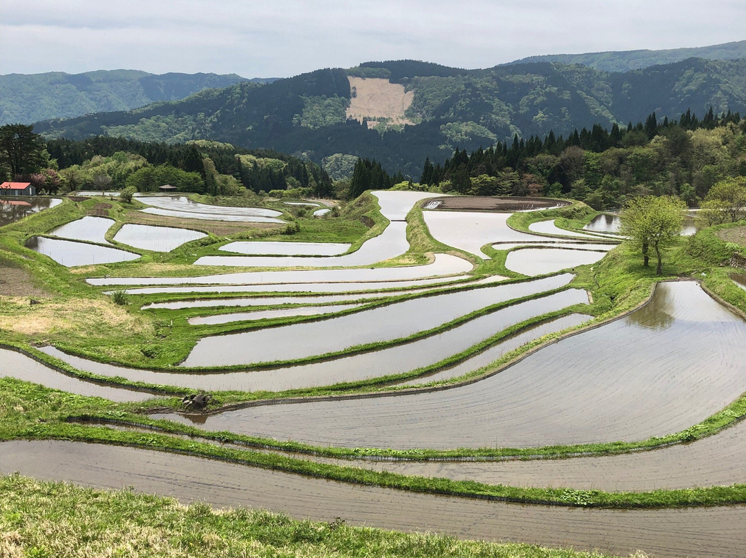 Terrace Rice Field-养父市必去景点