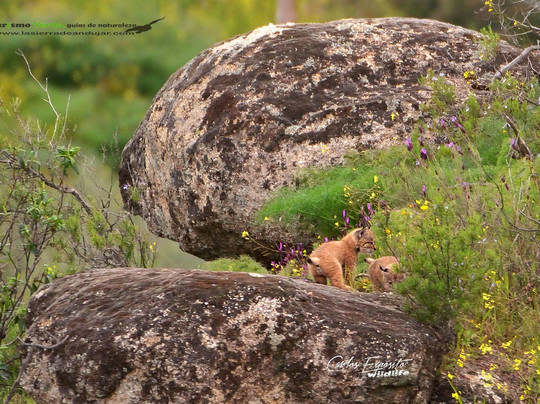 Sierra de Andújar – Lynx Territory-Andujar必去景点