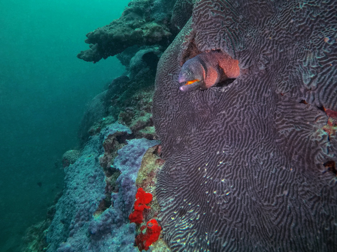 Freestyle Divers Khasab-海塞卜必去景点
