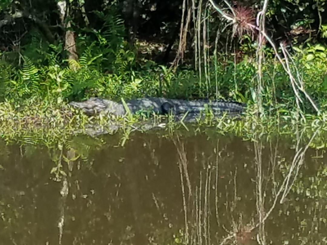 Halpatiokee Regional Park-斯图尔特必去景点