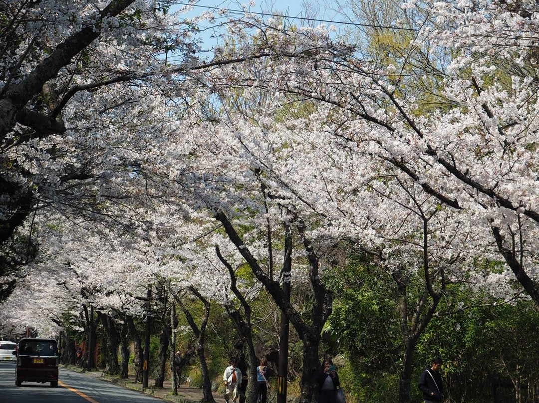 Cherry Blossom Trees at Izu Kogen Highlands景点图片