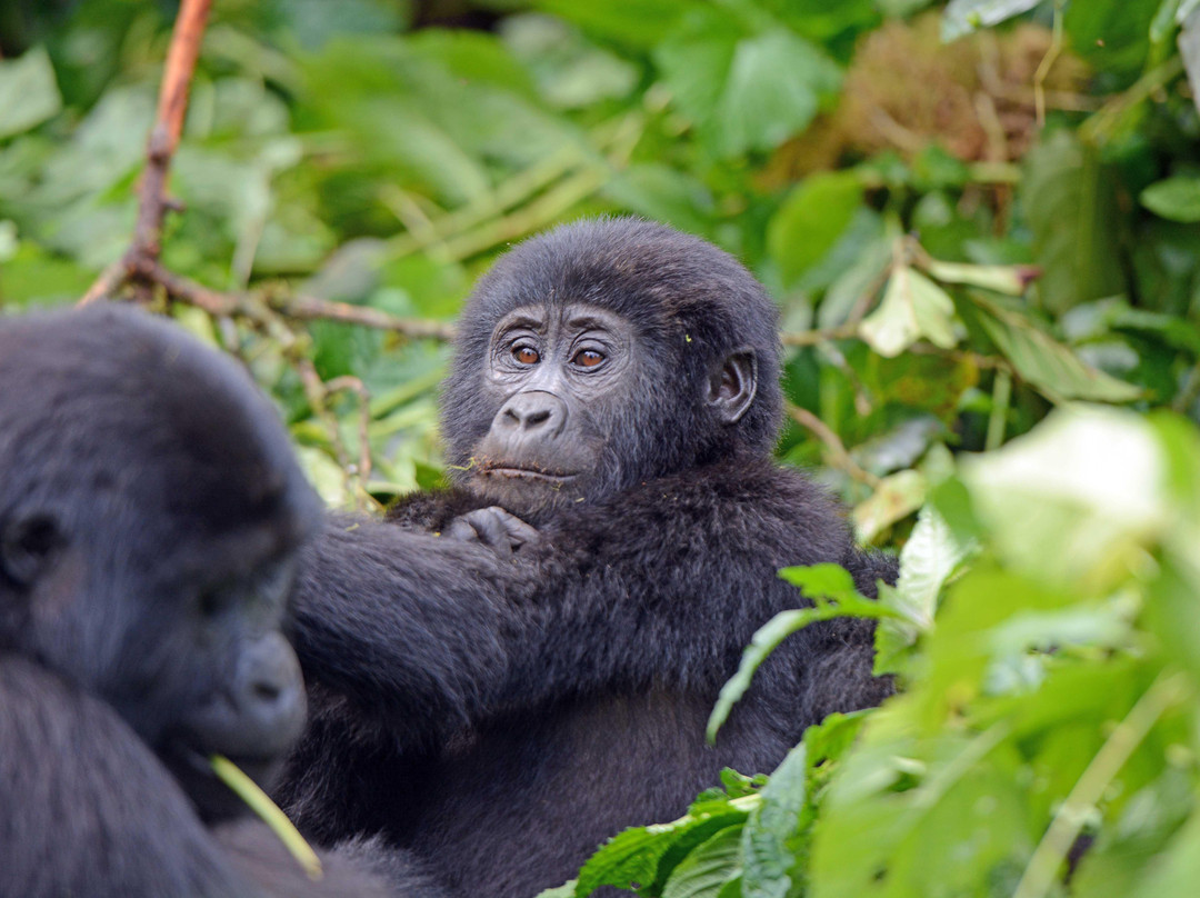 mukwano safaris-坎帕拉必去景点