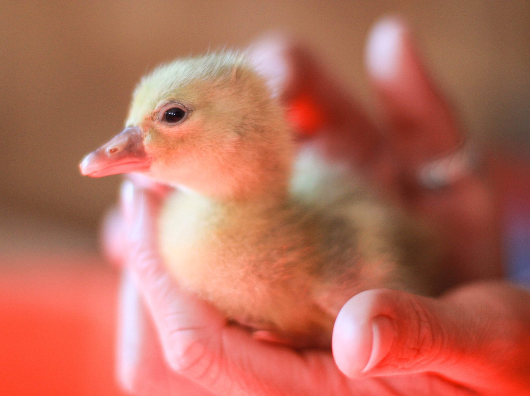 Round The Bend Farm-Kettleby必去景点