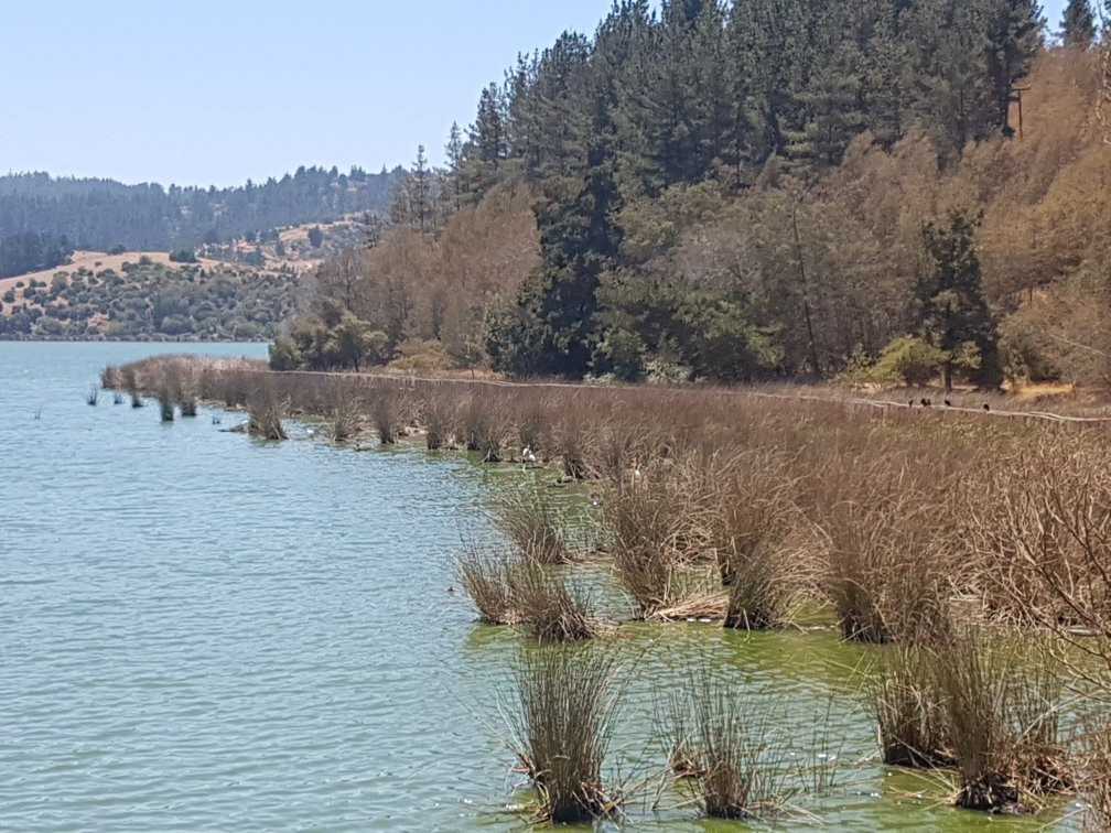 Reserva Nacional Laguna Torca-Llico必去景点