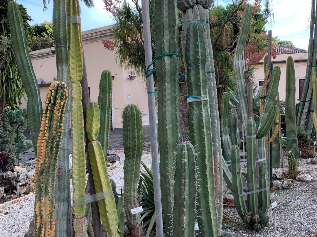 Orto Botanico dell'Università di Catania景点图片