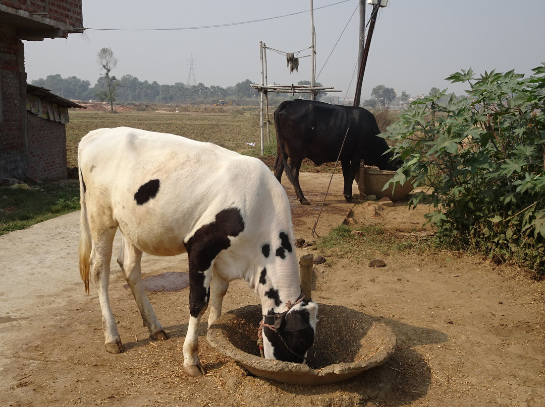 Deedi's Guesthouse主图