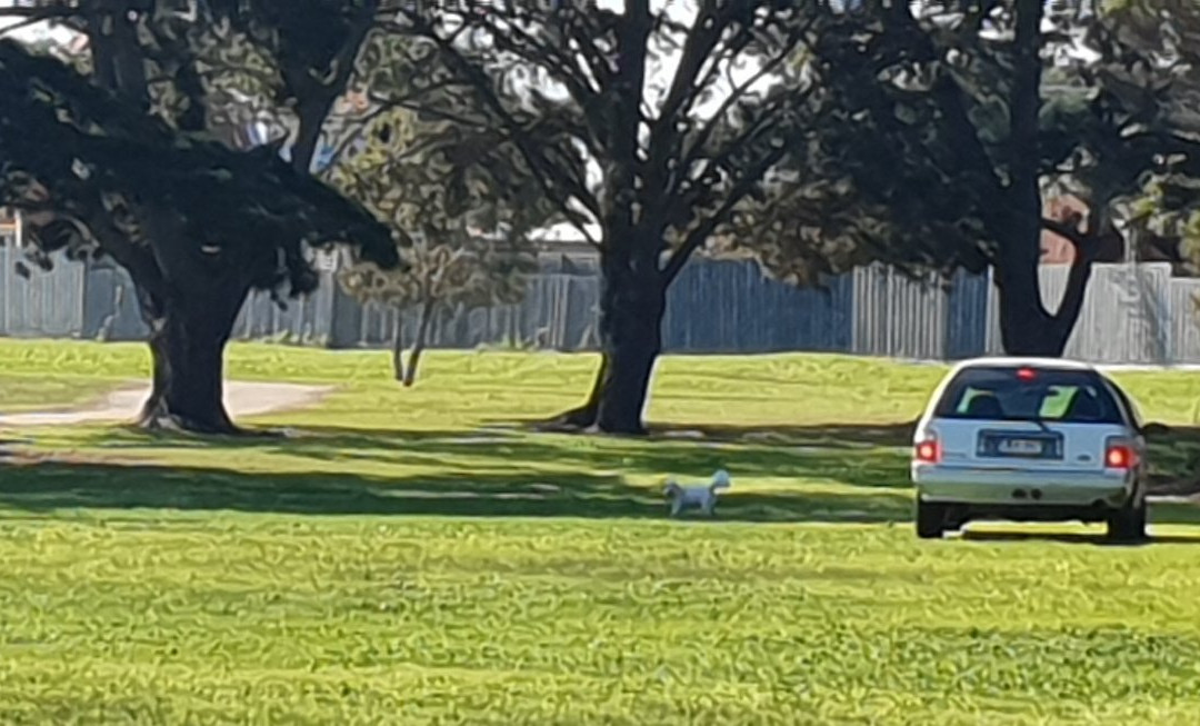 Roy Dore Reserve Playground景点图片