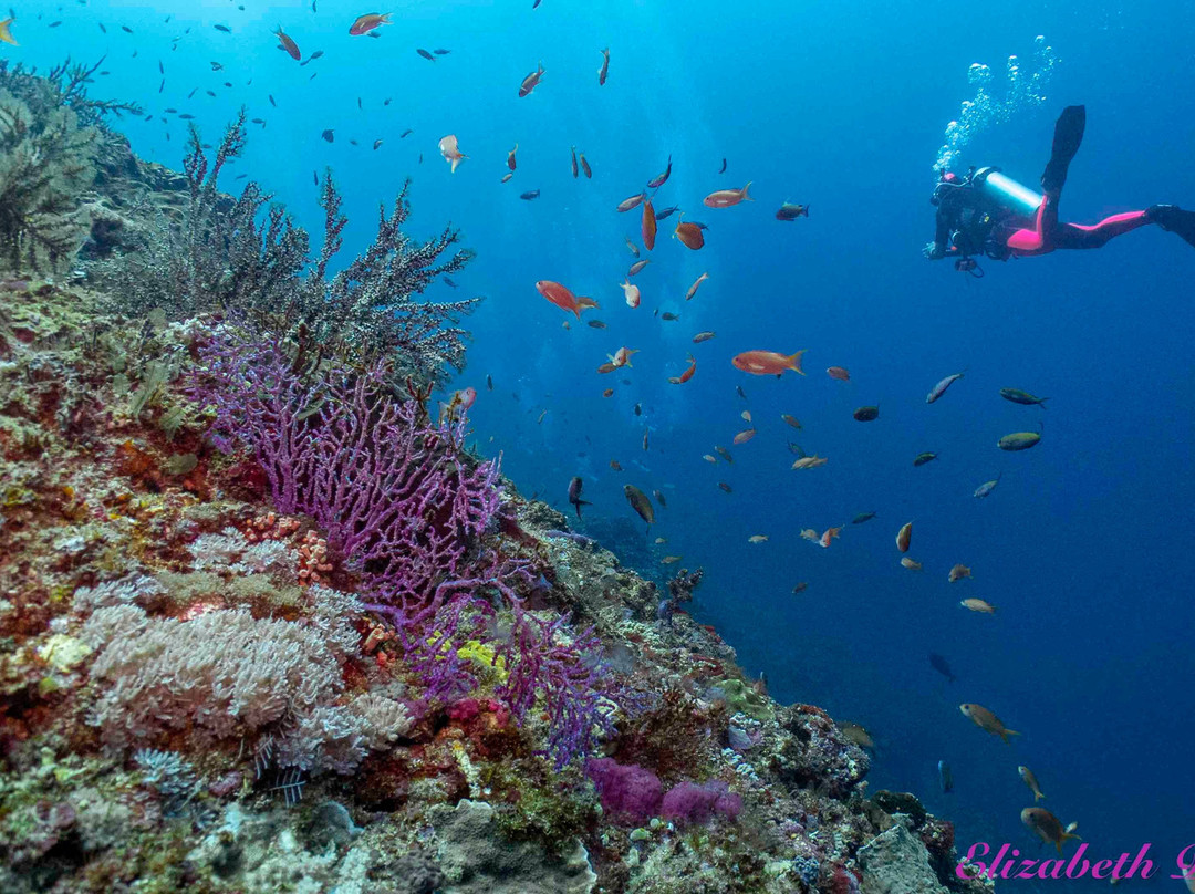 Two Fish Divers Sanur-沙努尔必去景点