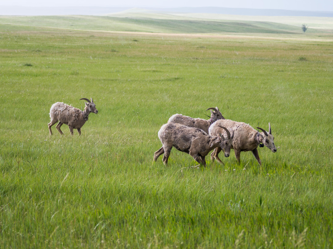 Buffalo Gap National Grassland景点图片