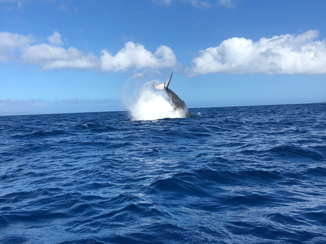 Blue Maui Ocean Adventures-卡纳帕利必去景点