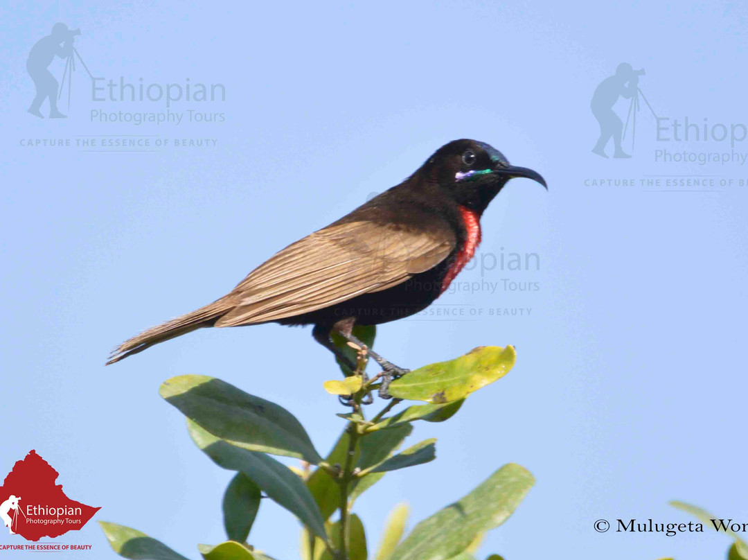 Ethiopian Photography Tours-亚的斯亚贝巴必去景点