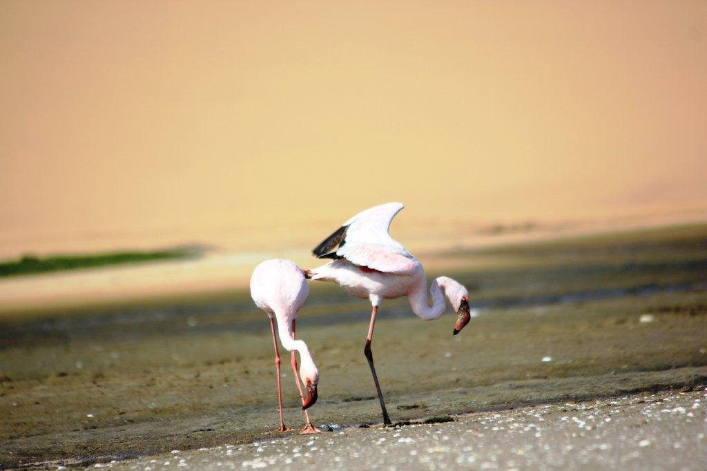 Dolphin Tours Namibia Eco Friendly Desert Tours-华维斯湾必去景点