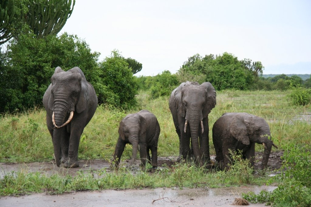 Exclusive African Safaris