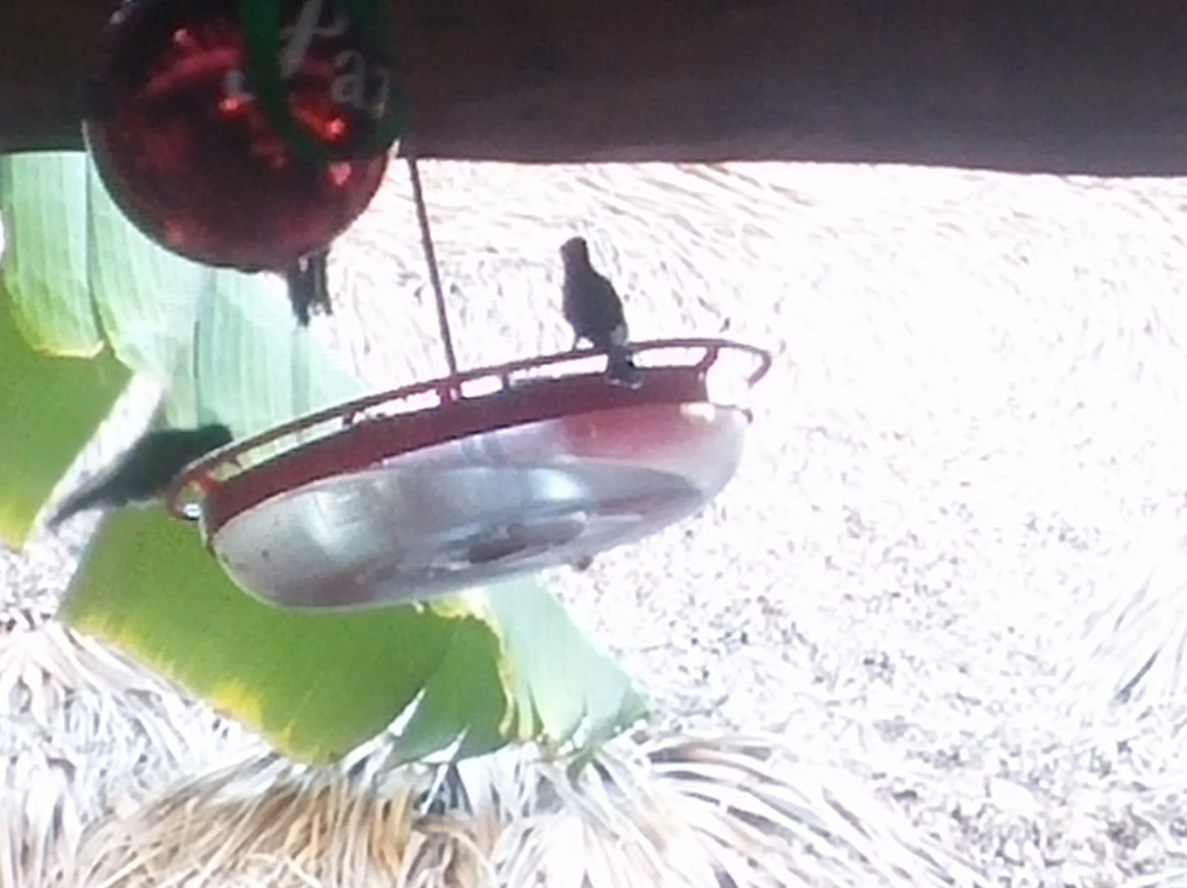 Hotel Posada del Hidalgo主图