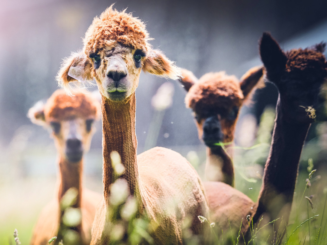 Patou Alpacas-惠灵顿必去景点