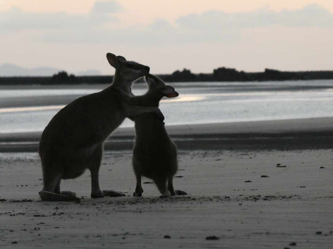 Mackay Region Visitor Information Centre Tours-Cape Hillsborough必去景点
