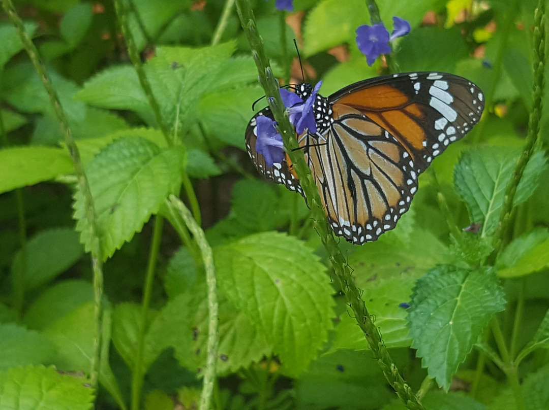 Govardhan EcoVillage主图