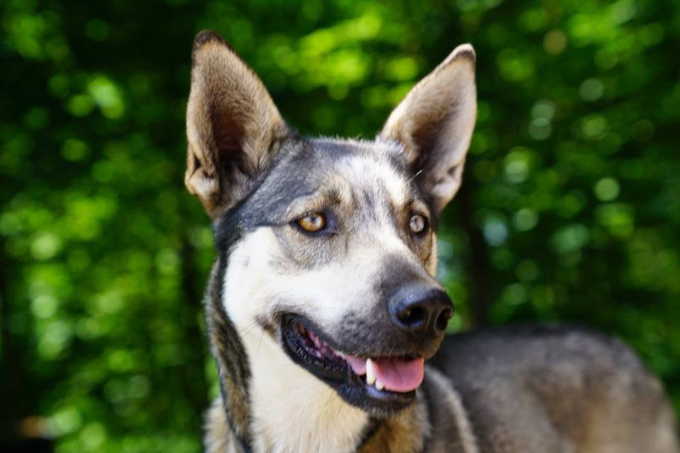 HuskyTours.CZ-Janov nad Nisou必去景点