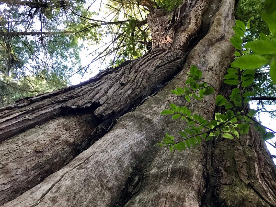 Clayoquot Wild景点图片