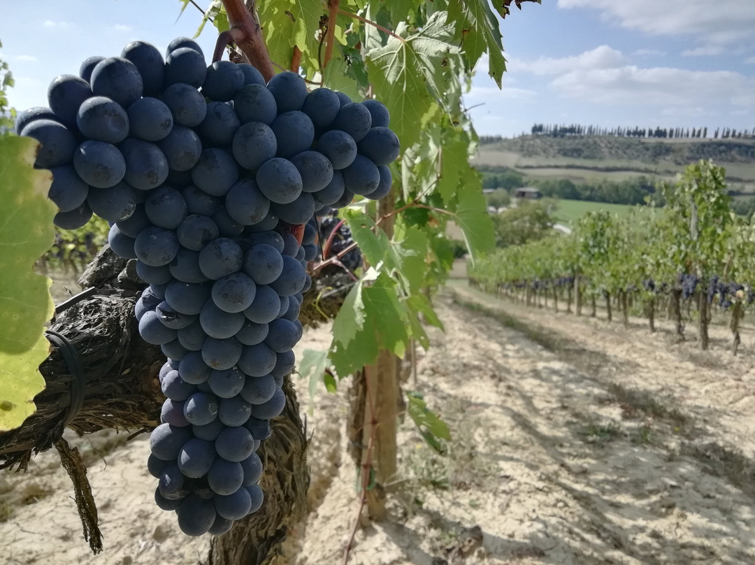 Azienda Agricola Santa Giulia-Torrenieri必去景点
