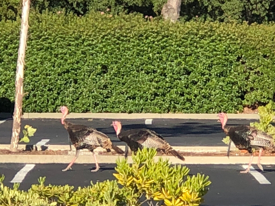 Canyon Lakes Golf Course & Brewery-圣拉蒙必去景点