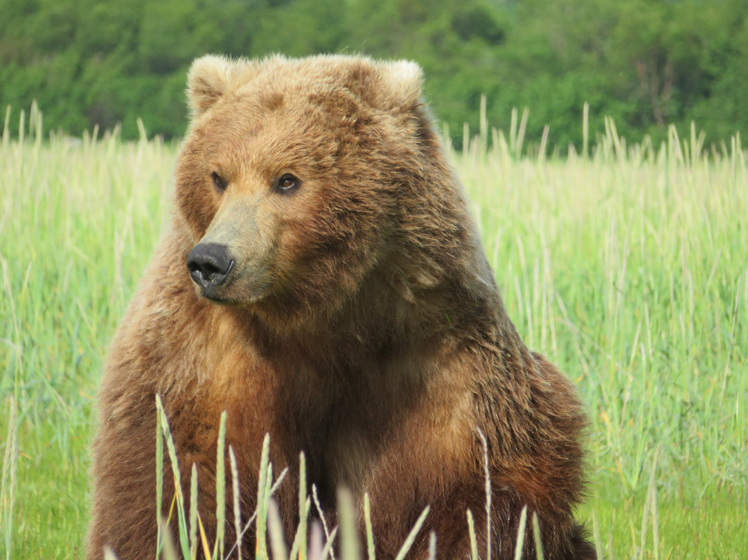 Alaska Bear Adventures景点图片