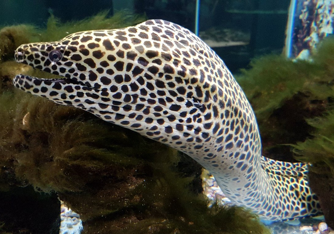 Oceanarium-Olginka必去景点