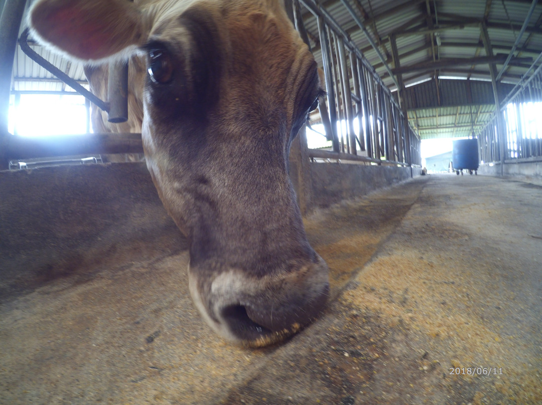 Finca El Paraiso CR - Cheese Farm Tour-Los Tornos必去景点