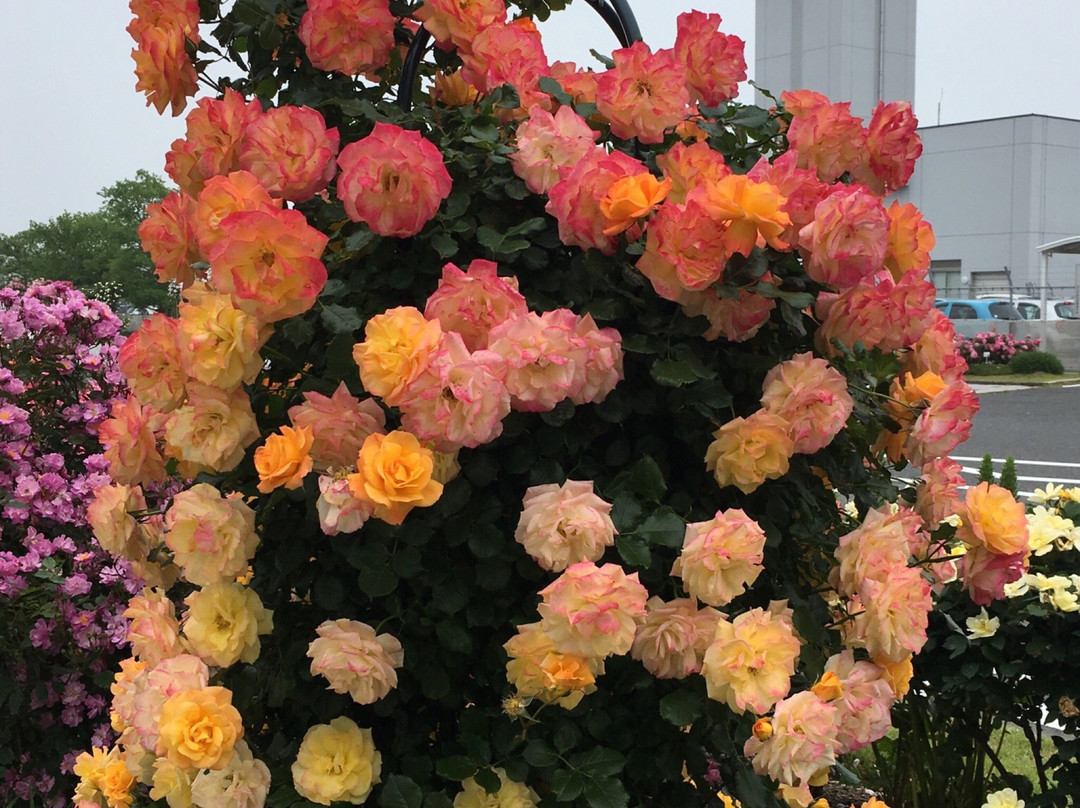 Yamaguchi Ube Airport Rose Garden-宇部市必去景点