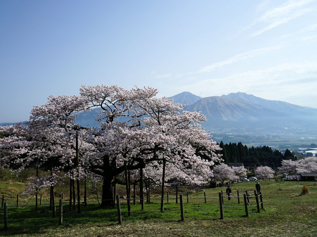 Kannon Sakura景点图片