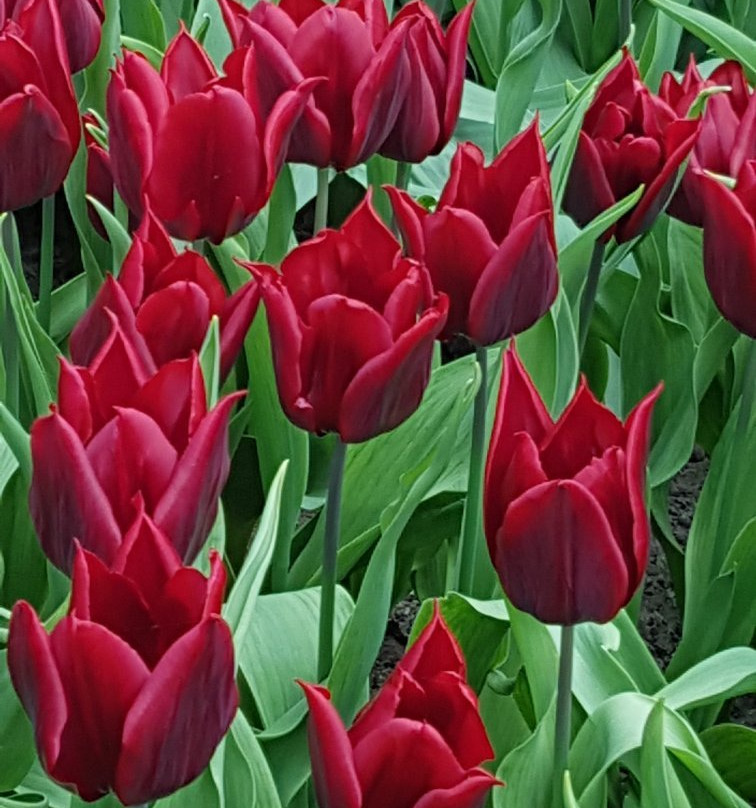 Visit Lisse Tourist Info & Shop-利塞必去景点