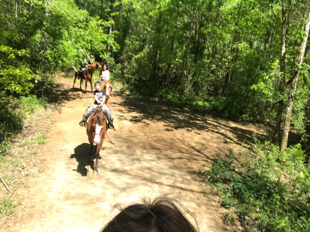 Sunflower Farm and Ranch-Folsom必去景点