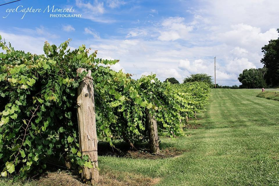 Dennis Vineyards Winery景点图片