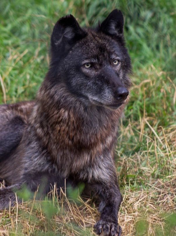 Pine Grove Zoo-Little Falls必去景点