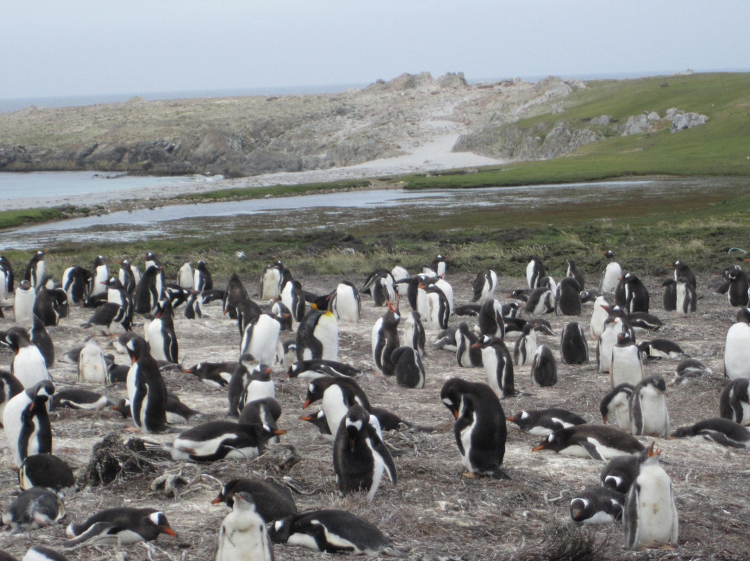 Penguin Travel景点图片