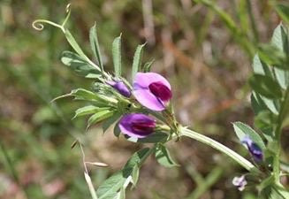 Moree Reserve-Kaniva必去景点