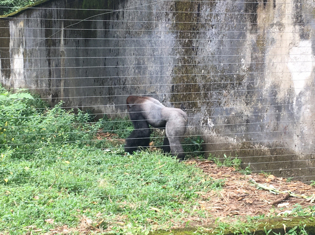 Limbe Wildlife Centre-林贝必去景点
