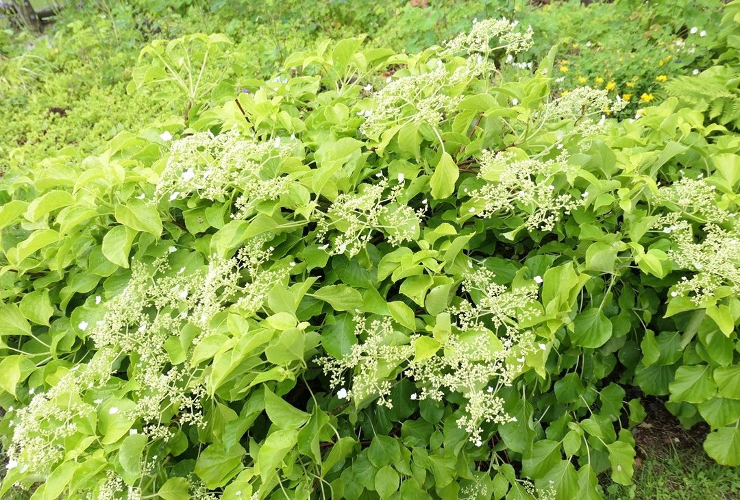 Rishiri Island Folk Museum-利尻富士町必去景点